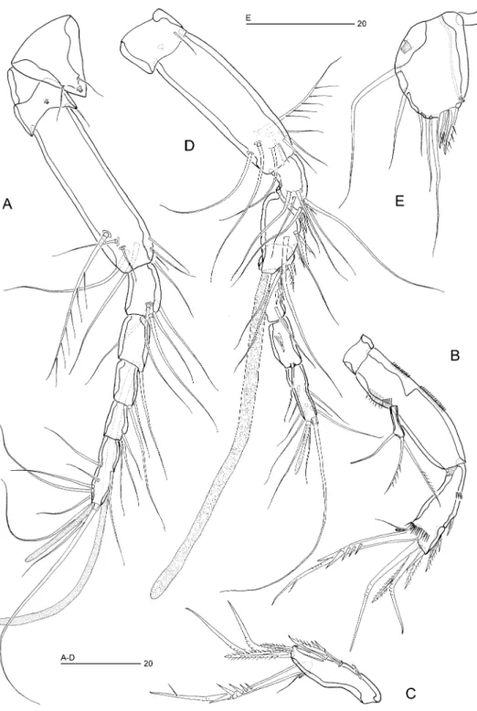 Figure 3. Ciplakastacus mersinensis gen. nov. sp. nov.: (A) rostrum and antennule R, dorsal, (B) antenna R, (C) antennary free endopod R, (D) antennule, ventral „, (E) P5 „, anterior [(A)–