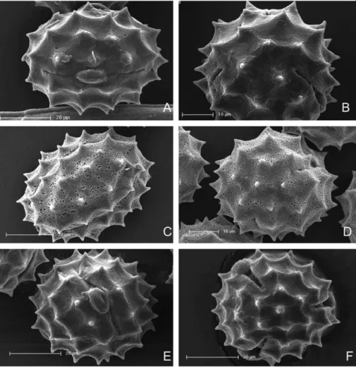 Figure 3. Pollen micrographs of Cirsium peshmenianum (A)(B), C. leuconeurum (C)(D), C