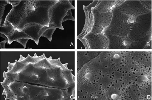 Figure 5. Pollen micrograph of Cirsium peshmenianum (A)(B), C. leuconeurum (C)(D), C