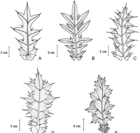 Figure 7. Median cauline leaves of (A) Cirsium rigidum (from Dirmenci 3621), (B) C. sivasicum (from Yıldız 16487), (C) C