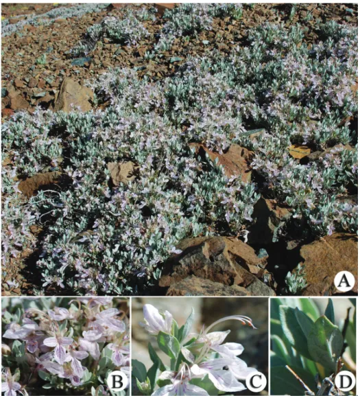 Figure 1. T. alyssifolium. A habitus B inflorescence C flower D leaf.