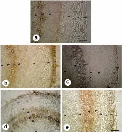 Fig. 1. Comparative stem structures of Hyoscyamus species. a. H. pusillus, b. H. niger, c