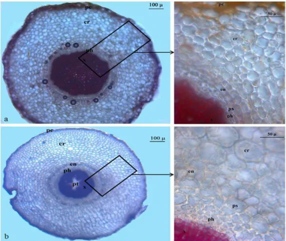Figure  2.  Cross-section  of  the  root  of  S.  balansae  (a)  and  S.  carduchorum  (b)