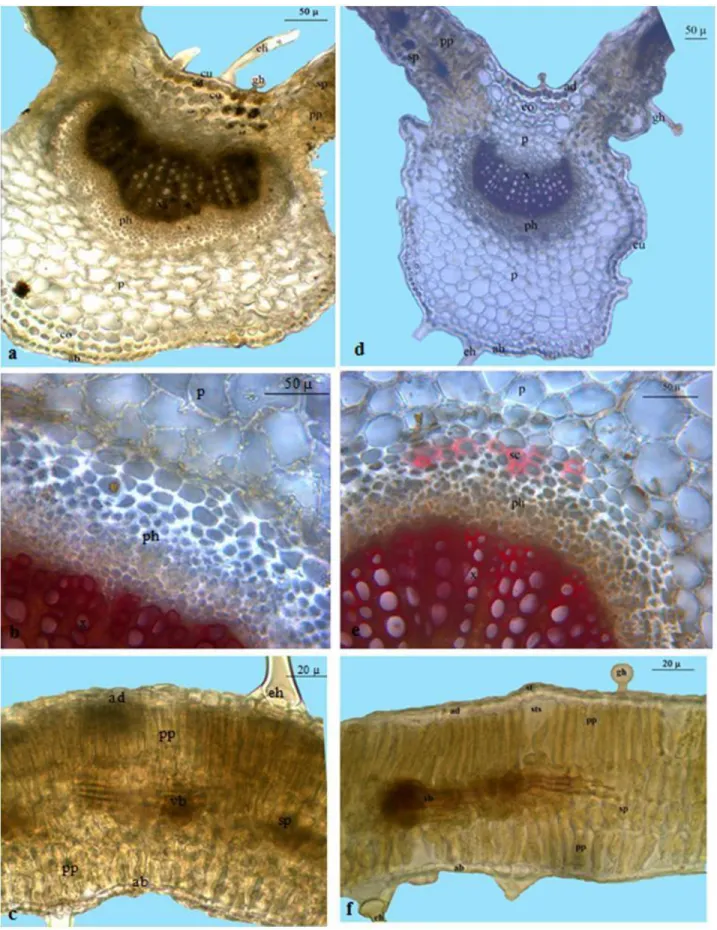 Figure 4. Cross-section of leaf lamina of  S. balansae  (a-c) and S. carduchorum (d-f)