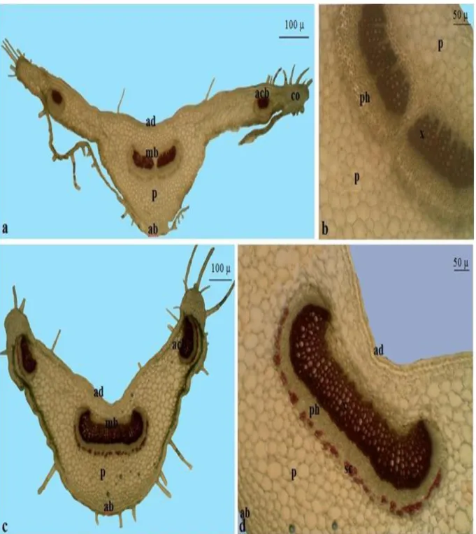 Figure  6.  Cross-section  of  the  petiole  of  S.  balansae  (a,  b)  and  S.  carduchorum  (c,  d)