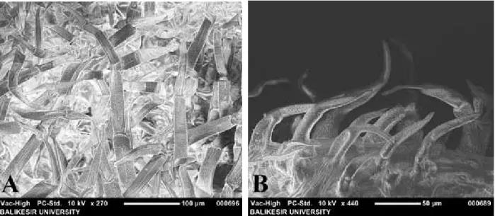 Figure 14: SEM photomicrographs of Nepeta sorgerae’s leaf. A: The abaxial of leaf, B: The adaxial of leaf