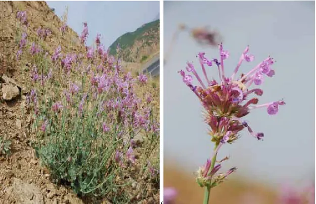 Figure 1: General appearance and inflorescence of Nepeta baytopii in Turkey 
