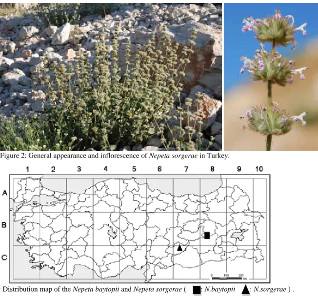 Figure 2: General appearance and inflorescence of Nepeta sorgerae in Turkey. 
