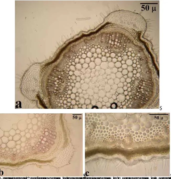 Figure 4: Nepeta baytopii. Cross-section of stem. a: General appereance of stem, b:  The corner of stem, c: The region  of between the corners