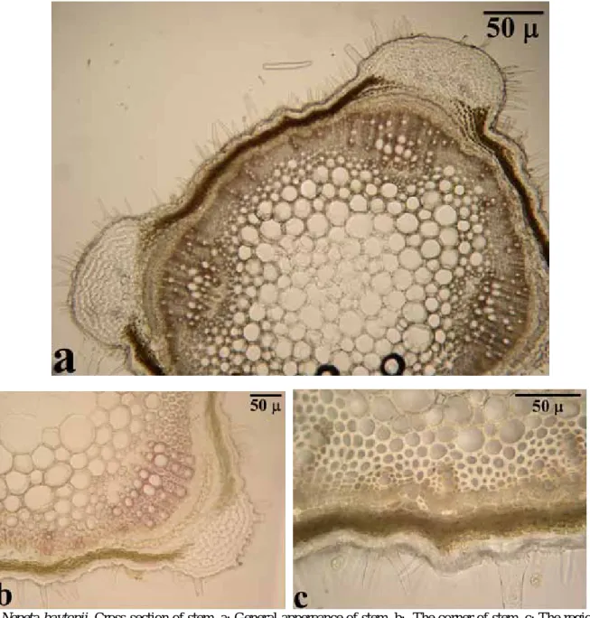 Figure 4: Nepeta baytopii. Cross-section of stem. a: General appereance of stem, b:  The corner of stem, c: The region  of between the corners