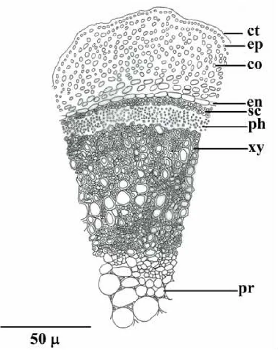 Figure 6: Nepeta baytopii. Cross-section of stem. (ct:cuticle, ep:epidermis, co:collenchyma, en:endoderma, sc: 