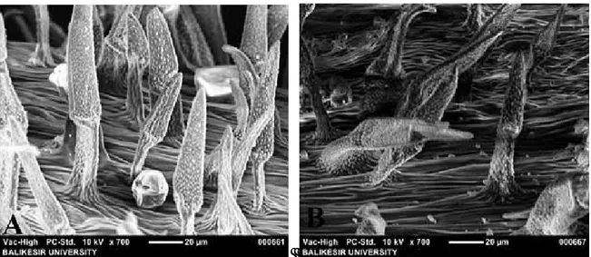 Figure 8: SEM photomicrographs of Nepeta sorgerae’s stem. A and B: Glandular and eglandular trichomes