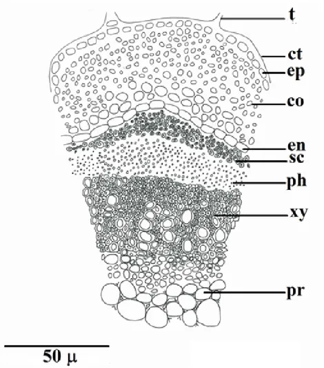 Figure 9: Cross-Section of stem in Nepeta  sorgerae  (t:trichome, ct:cuticle, ep:epidermis, co:collenchyma,  en:endoderma, sc: scleranchyma, ph: phloem, xy: xylem, pr: parenchyma)