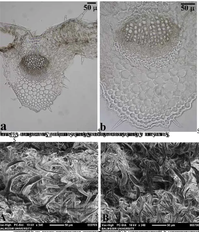 Figure 10: Nepeta baytopii. Cross-section of leaf. a:  General apperance of leaf, b: Midrib region