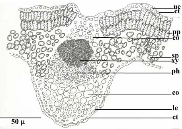 Figure 12: Cross-section of leaf in Nepeta baytopii (ue: upper epidermis, pp: palisate parenchyma, sp: spongy  parenchyma, xy: xylem, ph: phloem, co: collenchyma, le: lower epidermis, ct: cuticle)
