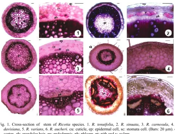 Fig. 1. Cross-section of  stem of Ricotia species. 1. R. tenuifolia, 2. R. sinuata, 3