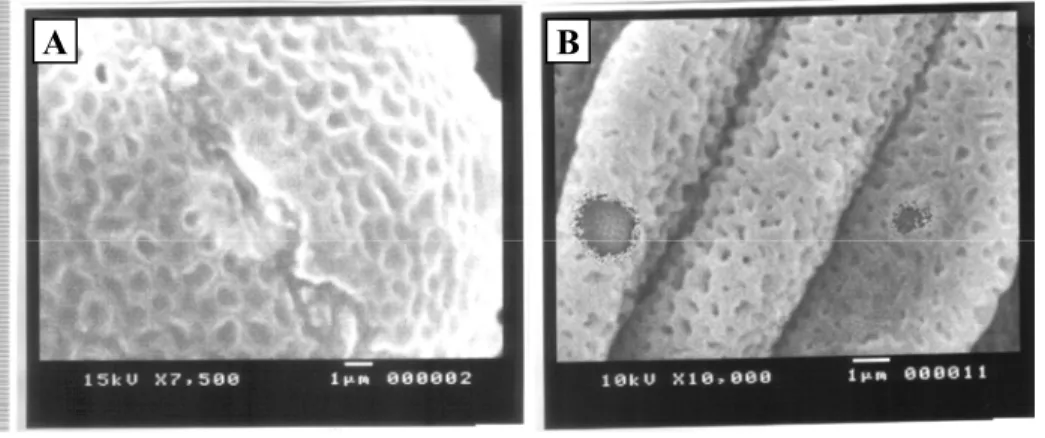 Fig. 8. (SEM) Detail of pollen wall surface 