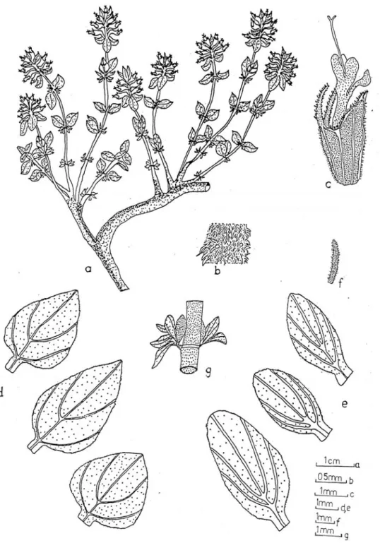 Fig. 9. Thymus fedschenkoi var.  handelii (ESSE 13029): a-Habit, b-Stem, c- Flower, d-Leaf,  e- e-Bracte,  f-Bracteol, g-Axillary fascicles