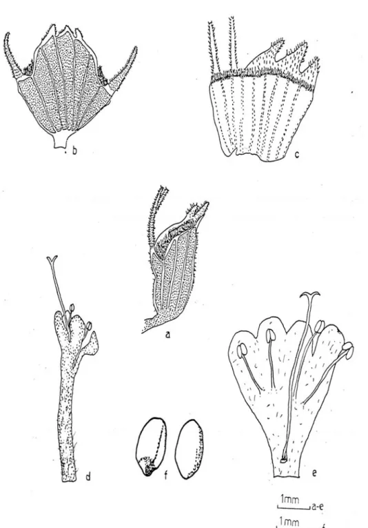 Fig. 10. Thymus fedschenkoi var. handelii (ESSE 13029): a-c) Calyx, d-e) Corolla, f) Nutlets