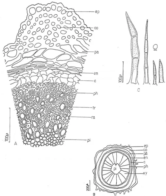 Fig. 11. Thymus fedschenkoi var.  handelii (ESSE 13029): A-B) Cross-section of stem, C) Hair  types in stem, ep-Epidermis, co-Collenchyma, pa-Parenchyma, en-Endodermis, c-Cork,  ph-Phloem, tr-Trache, xy-Xylem, ra-Rays, pi-Pith