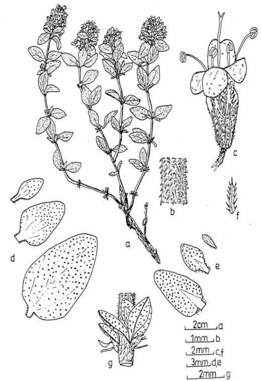 Fig. 1. Thymus migricus (ESSE  12272): a-Habit, b-Stem, c- Flower, d-Leaf,  e-Bracte, f-Bracteol,  g-Axillary fascicles