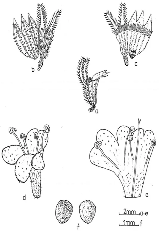 Fig. 2. Thymus migricus (ESSE 12272): a-c) Calyx, d-e) Corolla, f) Nutlets. 