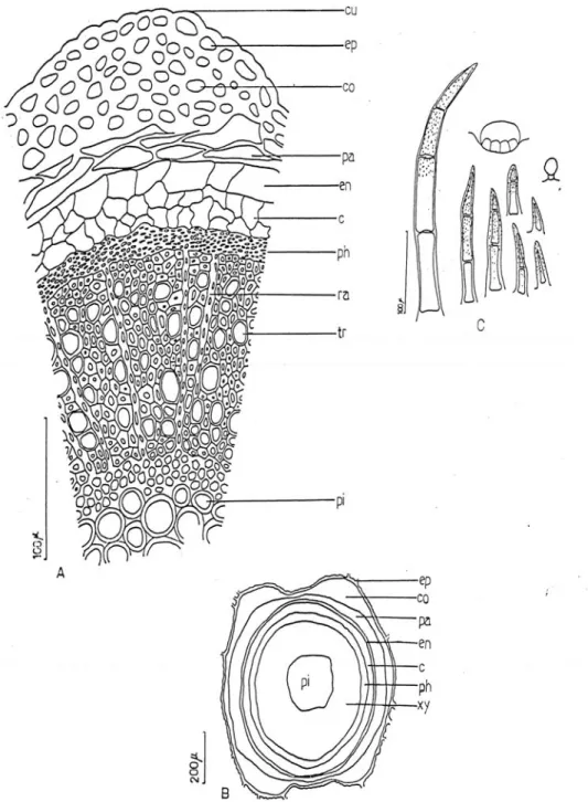 Fig. 3. Thymus migricus (ESSE 12272):  A-B) Cross-section of stem, C) Hair types in stem, cu- cu-Cuticula, ep-Epidermis, co-Collenchyma, pa-Parenchyma, en-Endodermis, c-Cork, ph-Phloem,  ra-Rays, tr-Trache, xy-Xylem, pi-Pith