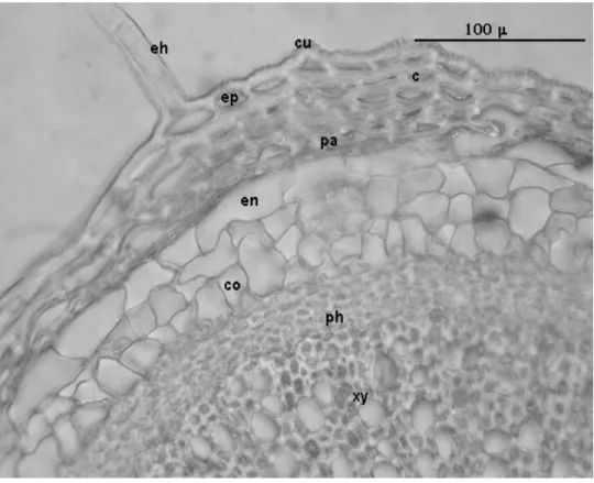 Fig. 4. Thymus migricus (ESSE 12272): Cross-section of stem, eh-Eglandular hair, cu-Cuticula, ep- ep-Epidermis, c-Collenchyma, pa-Parenchyma, en-Endodermis, co-Cork, ph-Phloem, xy-Xylem