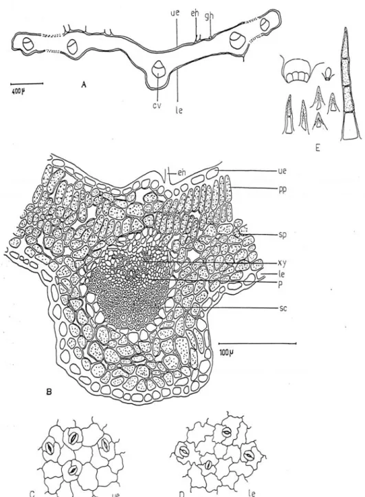 Fig. 5. Thymus migricus (ESSE 12272): A-B) Cross-section of lead, C-D) The stomata from upper  and lower epidermis of leaf, E) Hair types in lead, ue-Upper epidermis, le-Lower epidermis,  eh-Eglandular hair, gh-Glandular hair, cv-Central vessel, pp-Palisad