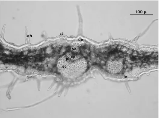 Fig. 6. Thymus migricus (ESSE 12272): Cross-section of leaf, eh-Eglandular hair, st-Stomata, ue- ue-Upper epidermis, le-Lower epidermis, sc-sclerenchyma, xy-Xylem, ph-Phloem
