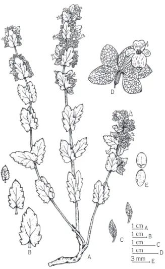 Figure 2. H. bituminosus (FS 1035). A: habit; B: leaves; C: bract; D: flower; E: nutlet.