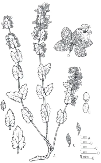 Figure 2. H. bituminosus (FS 1035). A: habit; B: leaves; C: bract; D: flower; E: nutlet.
