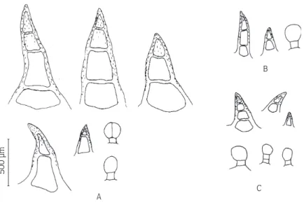 Figure 5. Eglandular and glandular trichomes in H. bituminosus. A: in leaf; B: in stem; C: in calyx.