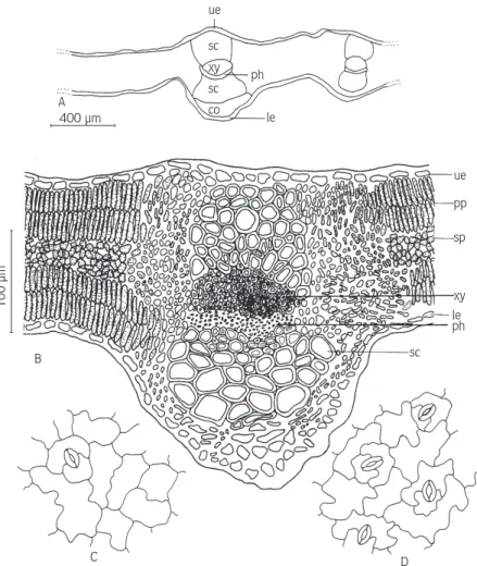 Figure 6. H. bituminosus. A-B: cross-section of leaf; C: surface view of upper epidermis; D: surface view of lower epidermis