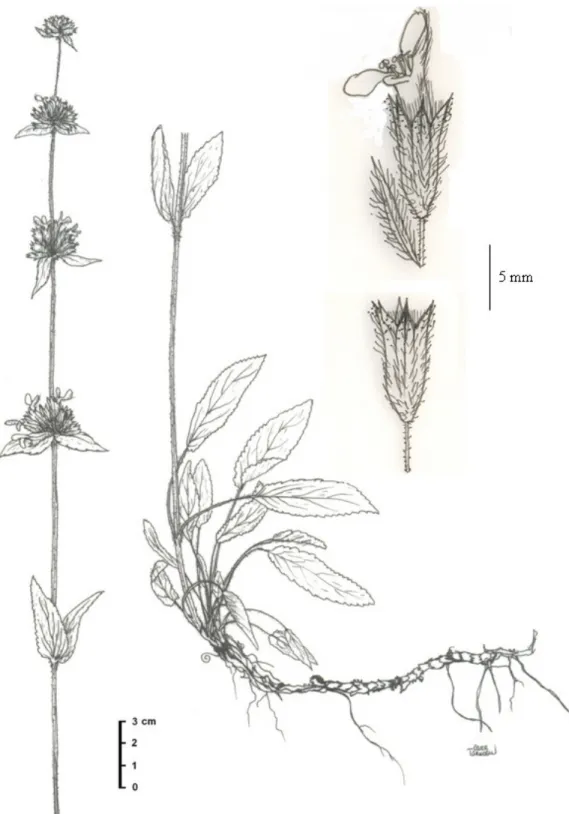 Figure 1. General view of S. balansae (EA 5227).  