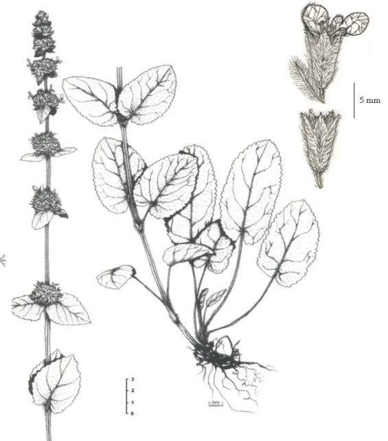 Figure 2. General view of S. carduchorum. (EA 5335).  