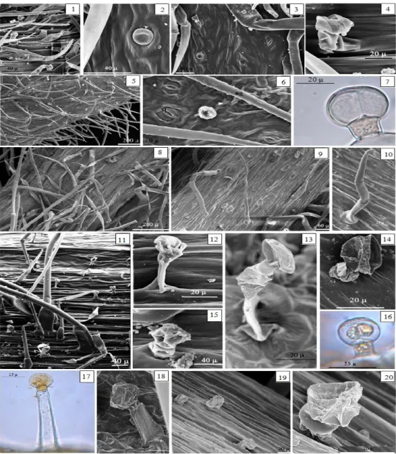 Figure 3. Trichome micromorphologies of stem, leaf and petiole of S. balansae (1 to 10) and  S