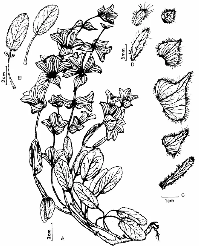 Fig. 1. S. cadmica (ESSE: 11288) A-Habit, B-Leaves, C-Bracts, D-Bracteoles. 