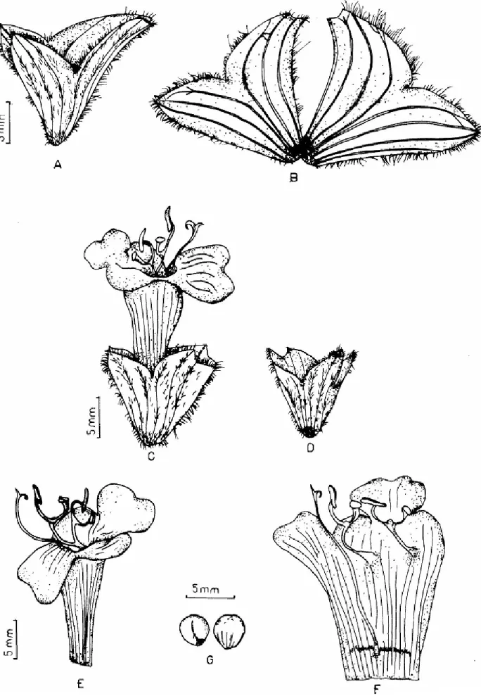 Fig. 2. S. cadmica (ESSE: 11288) A-B) Fruiting calyx, C) Flower, D) Calyx, E-F) Corolla, G) Nutlets