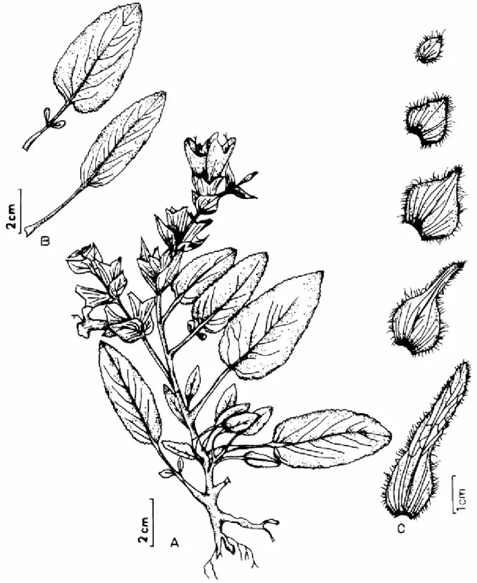 Fig. 3. S. smyrnaea (ESSE 12723) A-Habit, B-Leaves, C-Bracts. 