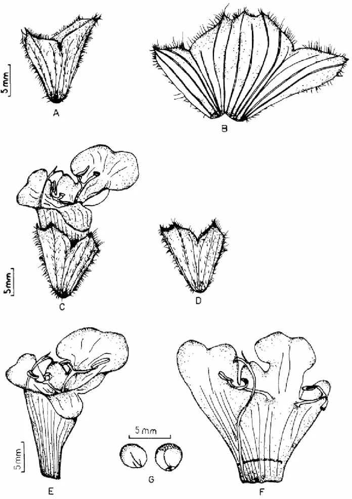Fig. 4. S. smyrnaea (ESSE 12723): A-B) Fruiting calyx, C) Flower, D) Calyx, E-F) Corolla, G) Nutlets
