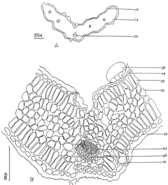 Fig. 12. Satureja parnassica subsp. sipylea (Marmara Island): A–B) Cross-section of leaf, ue-upper epidermis, le-lower epidermis, cv-central vessel, gh-glandular hair, pp-palisade  paren-chyma, sp-spongy parenparen-chyma, xy-xylem, ph-phloem, st-stomata