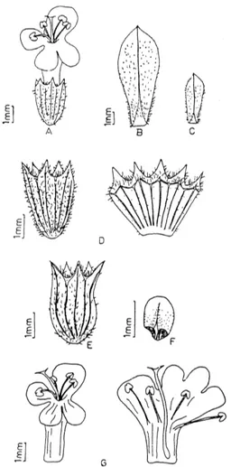 Fig. 2. Satureja parnassica subsp. sipylea (Mar- (Mar-mara Island): A-Flower, B-Leaf,  C-Brac-te, D-Calyx, E-Fruiting calyx, F-Nutlet, G-Corolla