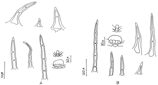Fig. 7. Satureja parnassica subsp. sipylea: Hair types A) in stem B) in leaf