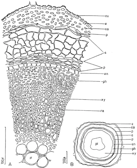 Fig. 8. Satureja parnassica subsp. sipylea (Marmara Island) A–B) Cross-section of stem, cu- cu--cuticula, e-epidermis, co-collenchyma, p-parenchyma, c-cork, en-endodermis, ph-phloem, xy-xylem, ra-rays, pi-pith.