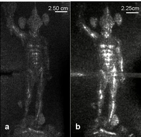 Figure 2. (a) Numerical reconstruction of the statue hologram obtained through the Fourier integral; (b) optical  reconstruction performed at a visible wavelength by a monochromatic CCD camera
