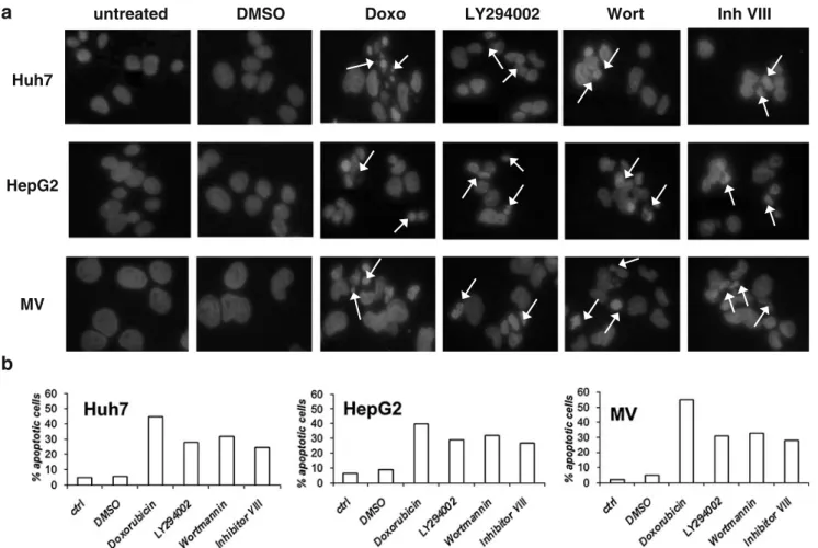 Fig. 4 DAPI staining showing the aberrant nuclear DNA due to the apoptotic cells with condensed nuclei ( white arrows) in the presence of inhibitors with IC50 concentrations