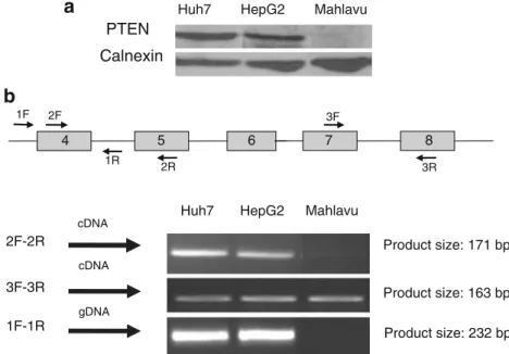 Fig. 6 Differential expression of the PTEN gene in human HCC cell lines. a Whole-cell lysates (40 μg) were analyzed by Western blotting using  anti-PTEN antibody