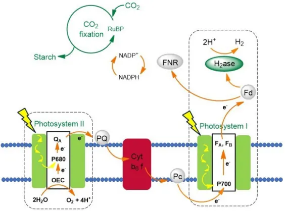 Figure 1.1: Schematic representation of the photosynthetic chain in the oxygenic photosynthesis.[6]