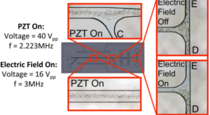 FIG. 11. Particle trajectories for the experiment with p-DEP (half-coated) and n-DEP (uncoated) latex particles.